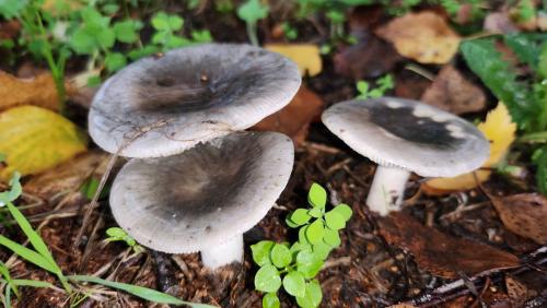 cogumelos220007