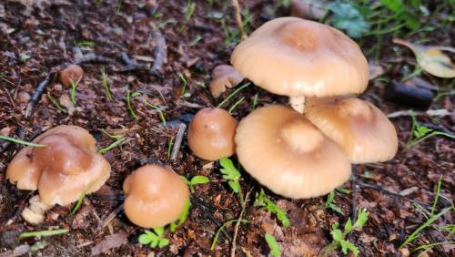 cogumelos220009